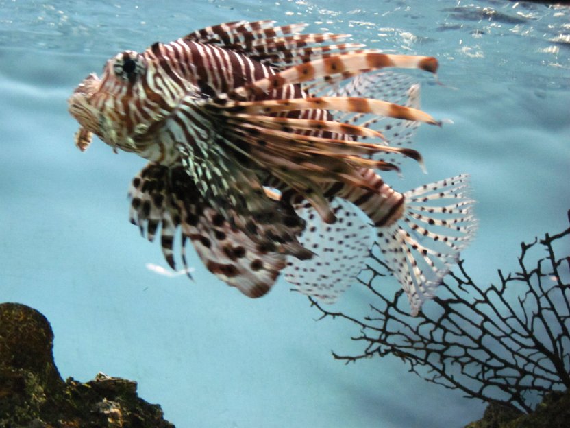 131-lion fish.jpg
